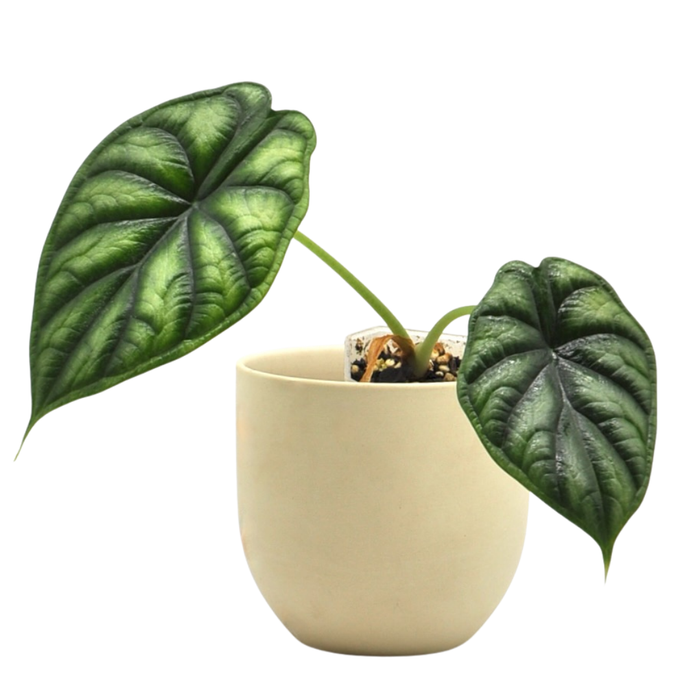 Alocasia Dragon scale