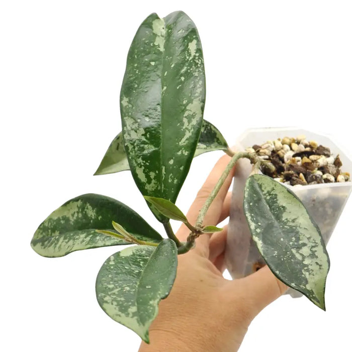 Hoya AH074