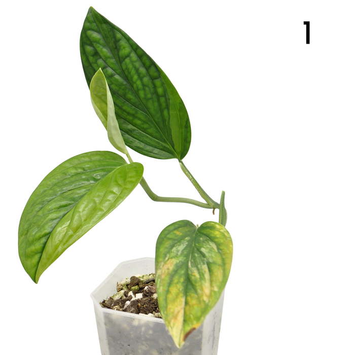 Monstera Peru Variegated - soil