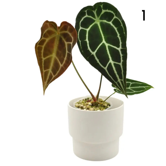 Anthurium Forgetii x