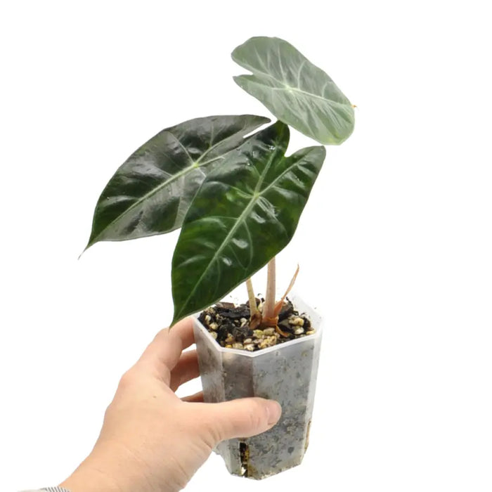 Alocasia Pink Dragon