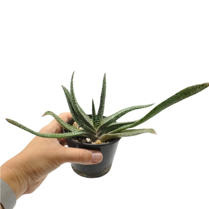 Gasteria verrucosa