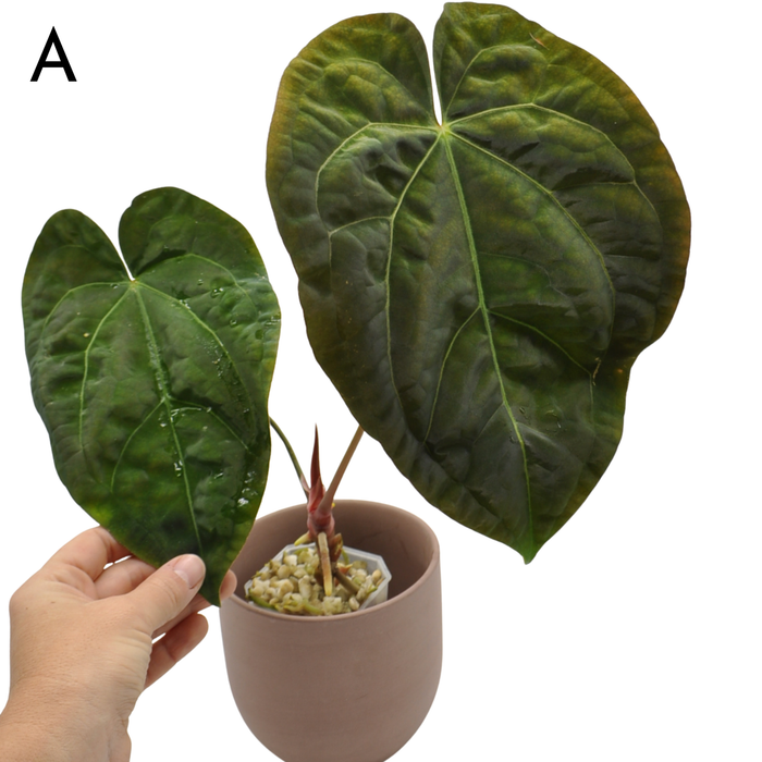 Anthurium Luxurians hybrid