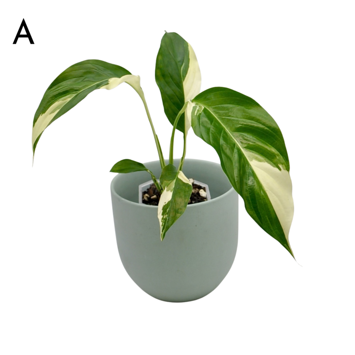 Spathiphyllum Picasso