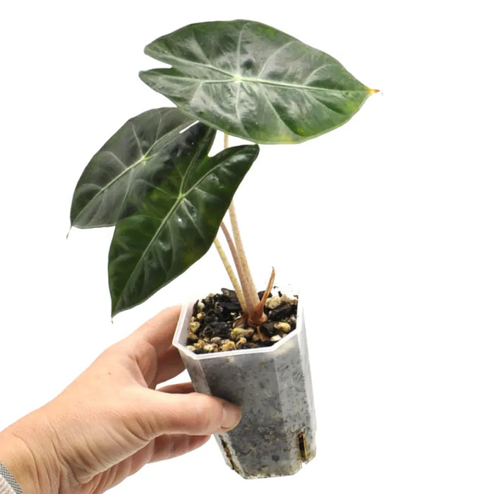 Alocasia Pink Dragon