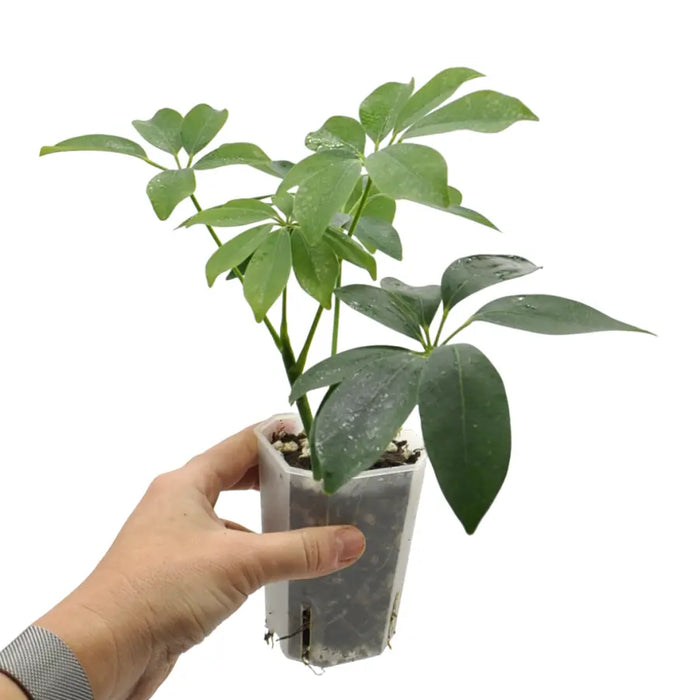 Schefflera arboricola