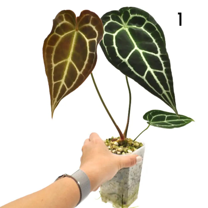 Anthurium Forgetii x