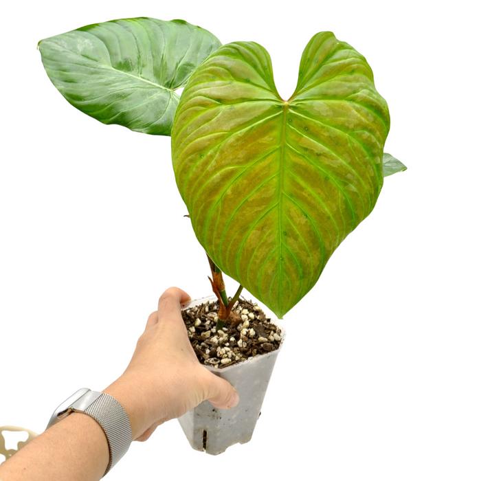 Philodendron Majestic