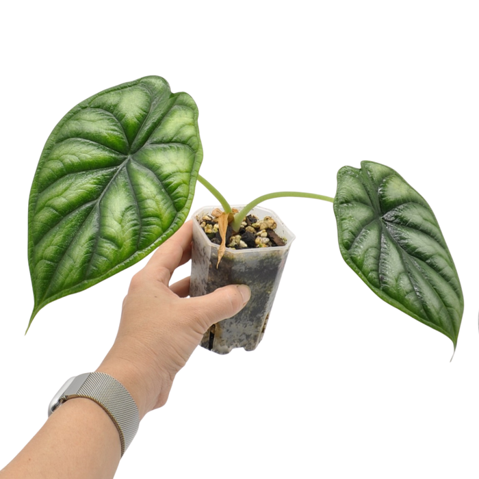 Alocasia Dragon scale