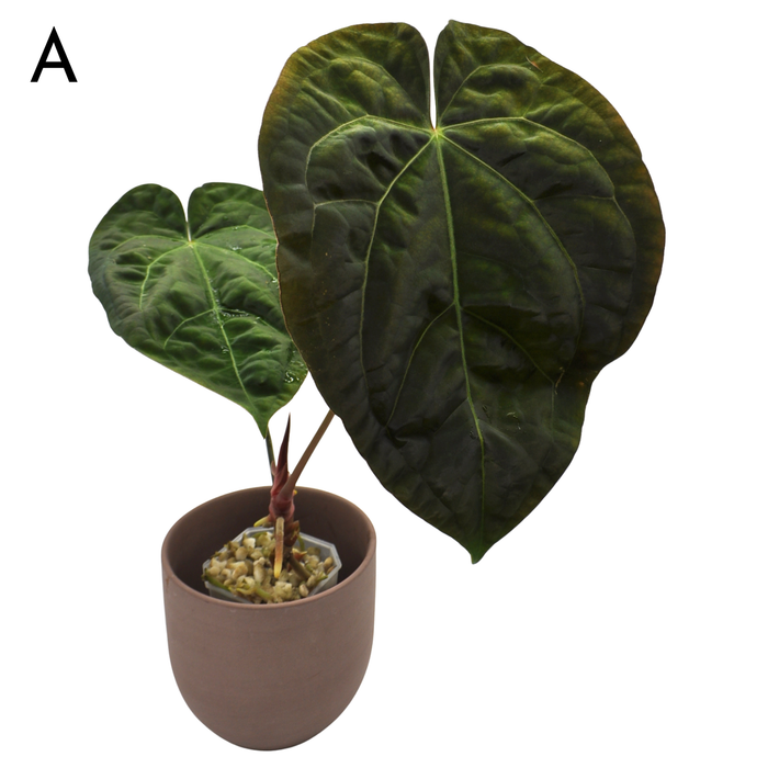 Anthurium Luxurians hybrid