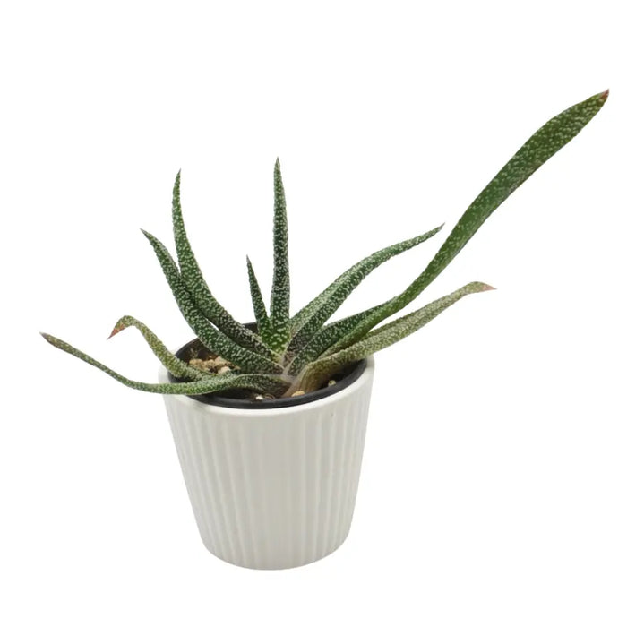 Gasteria verrucosa