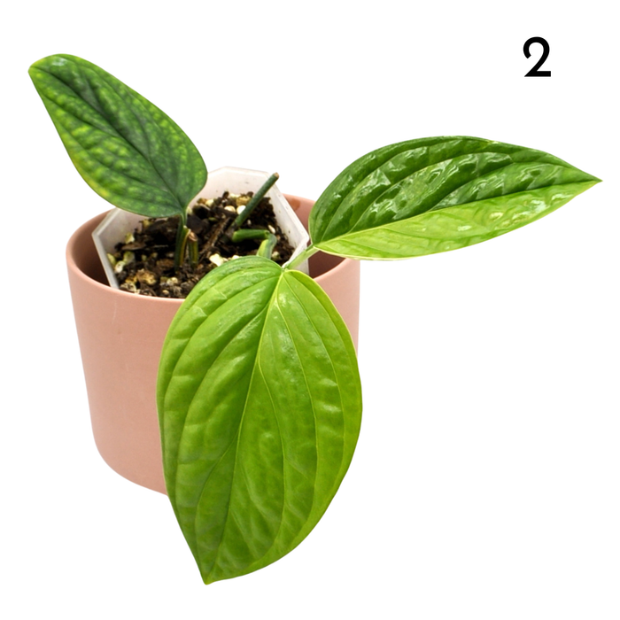 Monstera Peru Variegated - soil