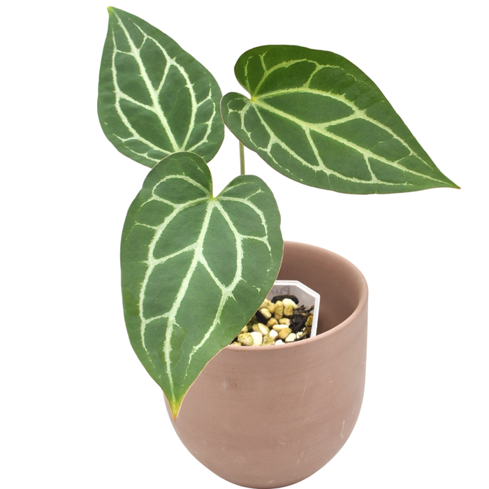 Anthurium magnificum x