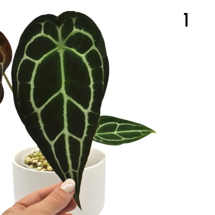 Anthurium Forgetii x