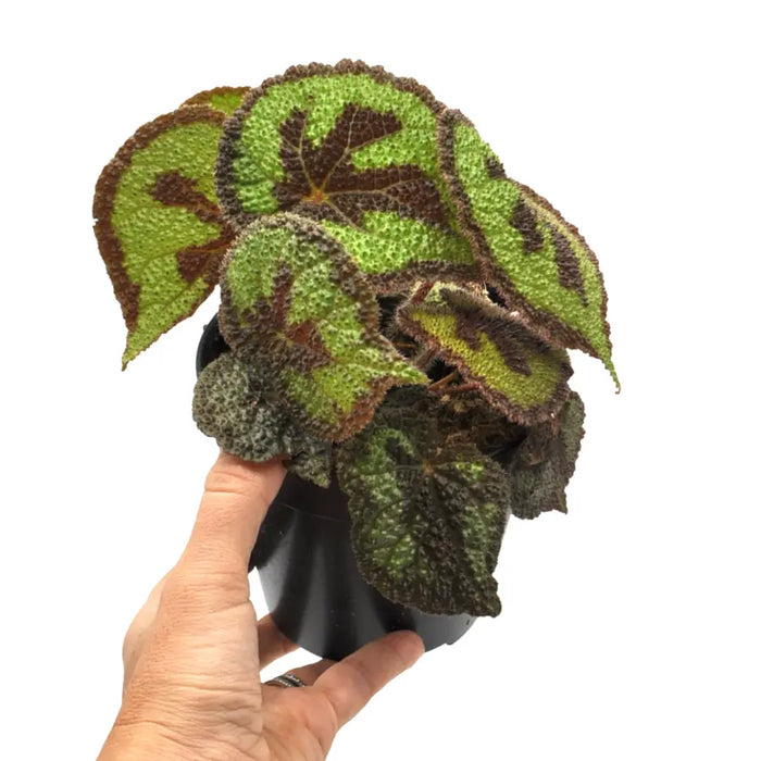 Begonia masoniana rock
