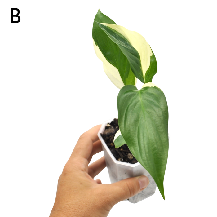 Spathiphyllum Picasso