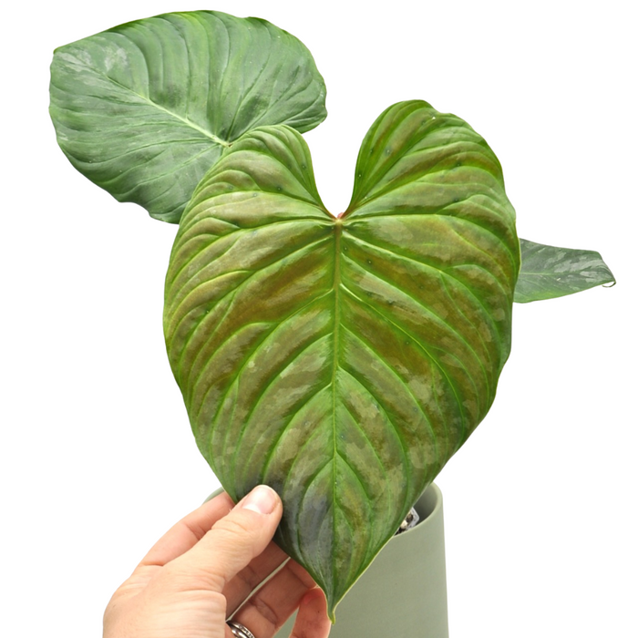 green majesty philodendron Philodendron Majestic – Unique Climbing Hybrid with Silvery Leaves
