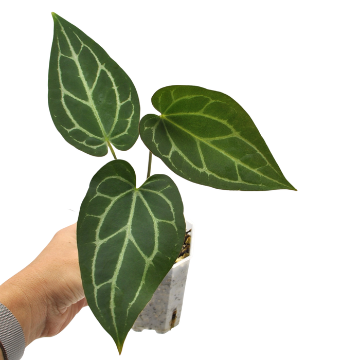 Anthurium magnificum x