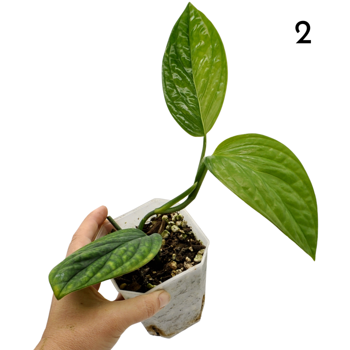 Monstera Peru Variegated - soil