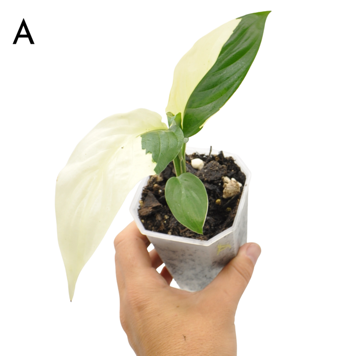Spathiphyllum Picasso