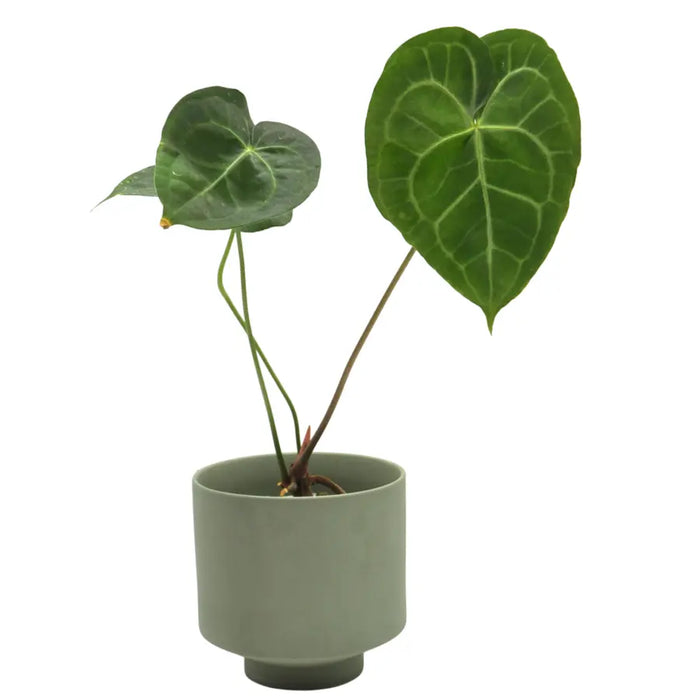 Anthurium leuconeurum