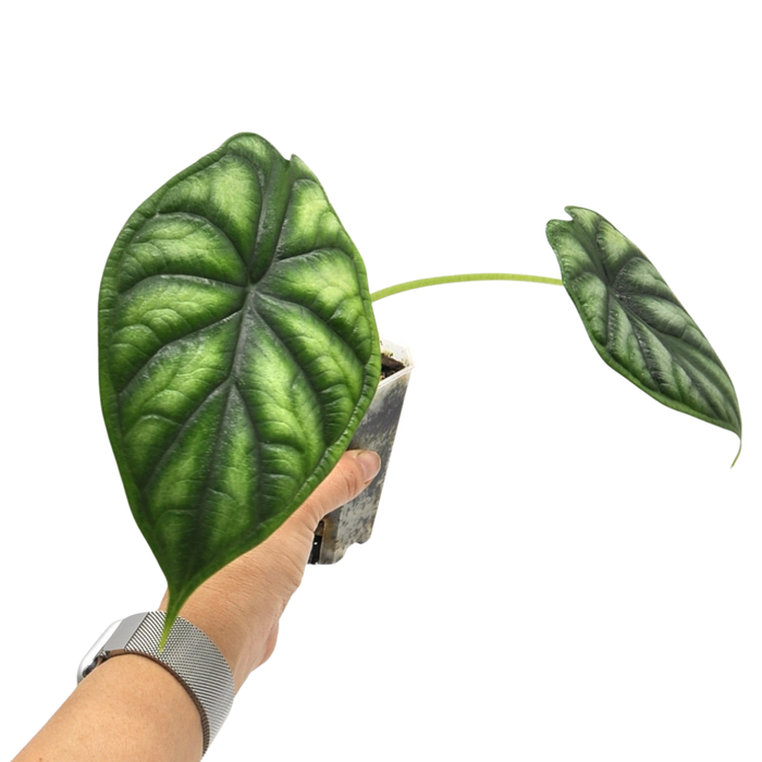 Alocasia Dragon scale