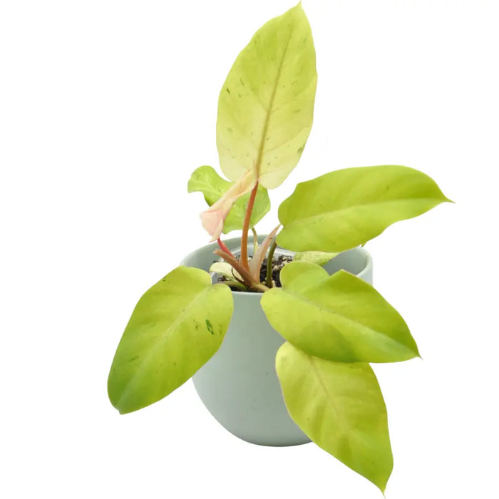Philodendron Snowdrift