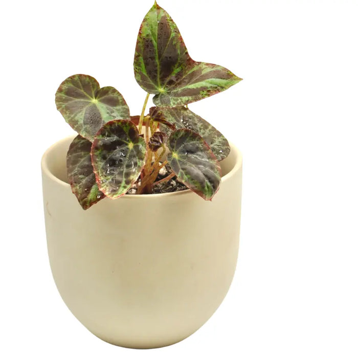 Begonia burkillii