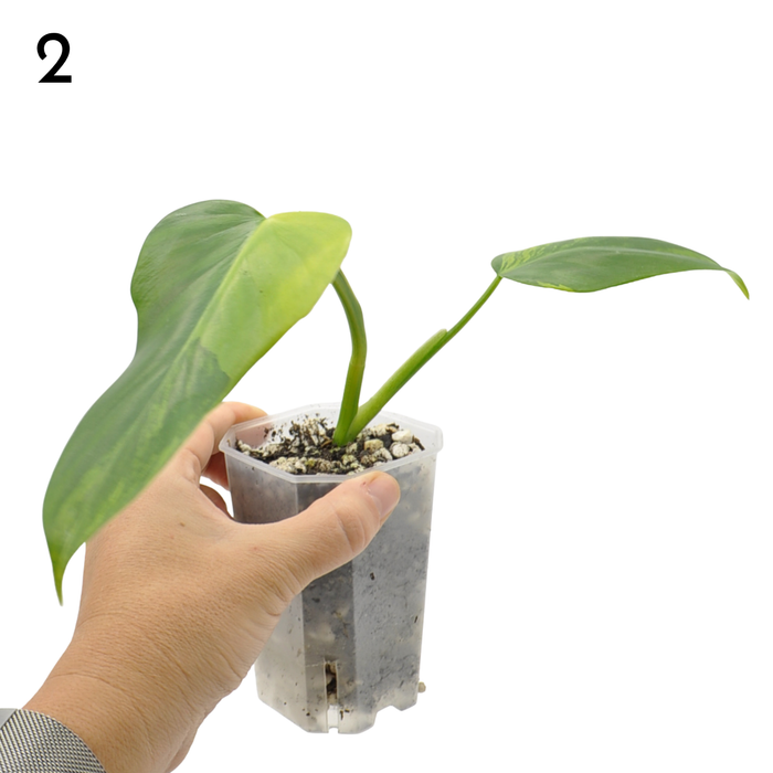 Philodendron Bipennifolium Variegata