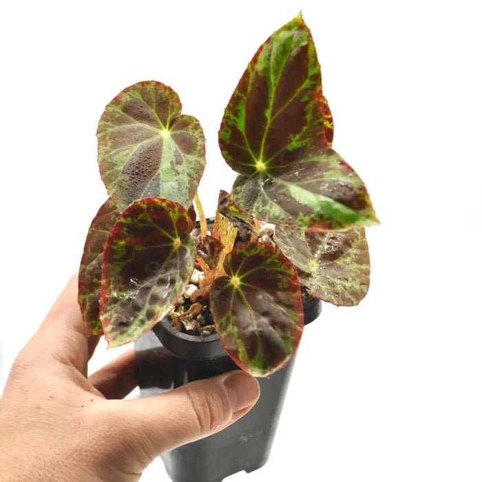 Begonia burkillii