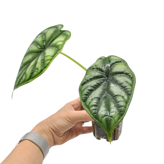 Alocasia Dragon scale