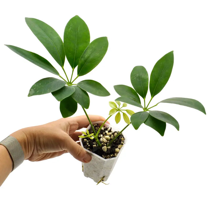 Schefflera arboricola