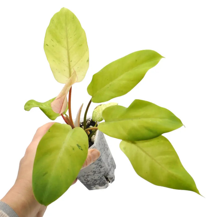Philodendron Snowdrift