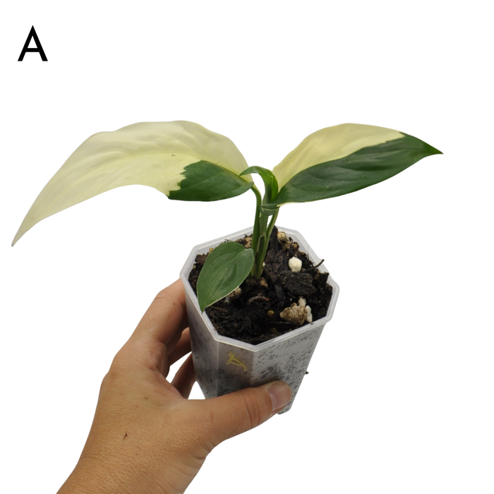 Spathiphyllum Picasso
