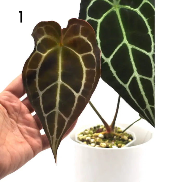 Anthurium Forgetii x