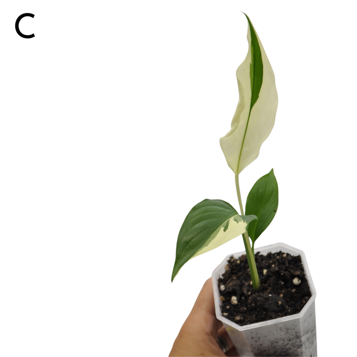 Spathiphyllum Picasso