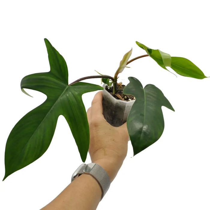 Philodendron Florida Green (reverted Beauty)
