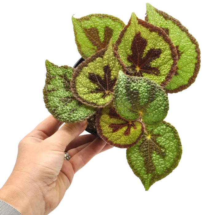 Begonia masoniana rock