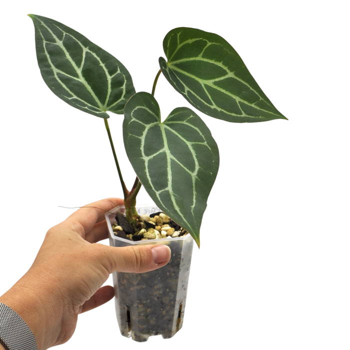 Anthurium magnificum x