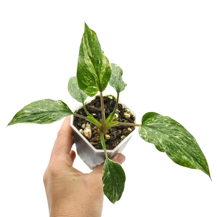 Homalomena rubescens Stardust