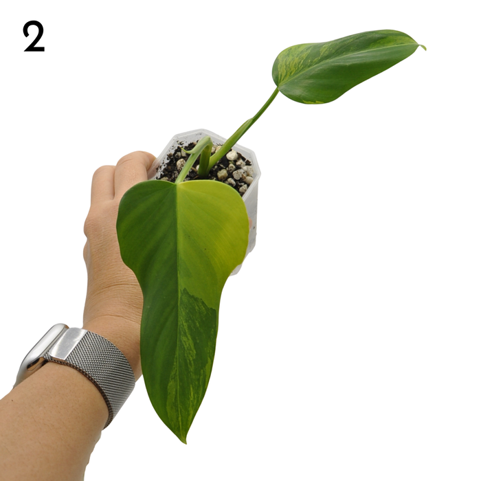Philodendron Bipennifolium Variegata