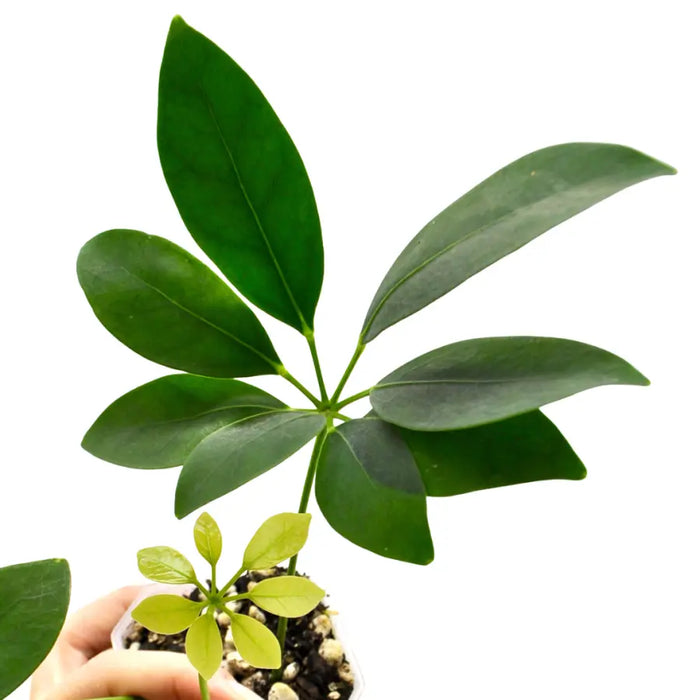 Schefflera arboricola
