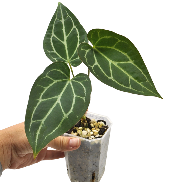 Anthurium magnificum x