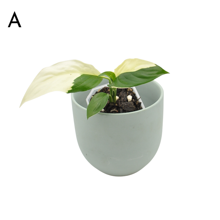 Spathiphyllum Picasso