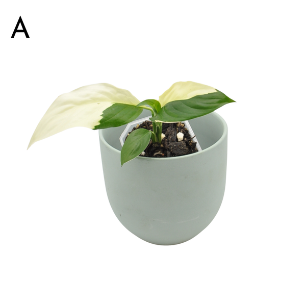 Spathiphyllum Picasso – Variegated Peace Lily