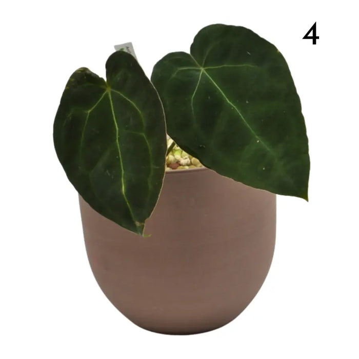 Anthurium Forgetii x