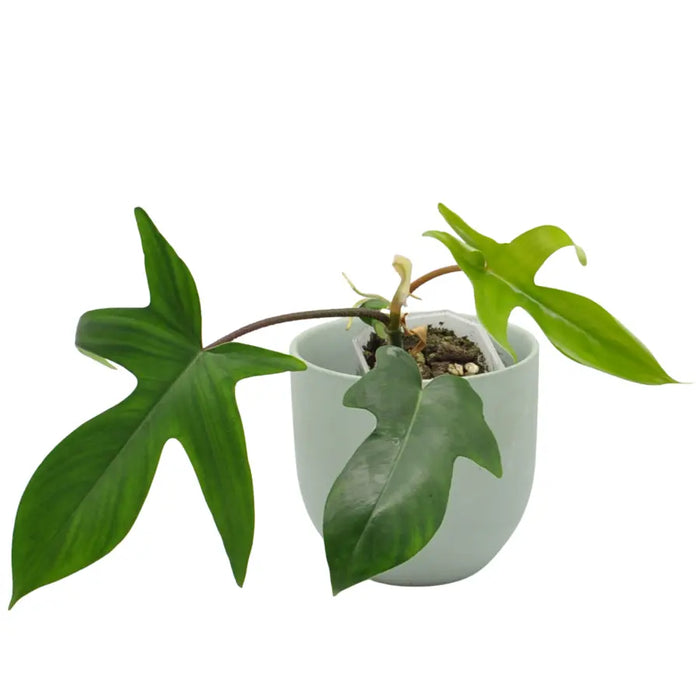 Philodendron Florida Green (reverted Beauty)