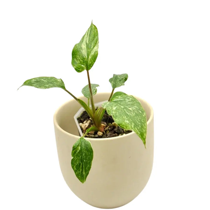 Homalomena rubescens Stardust