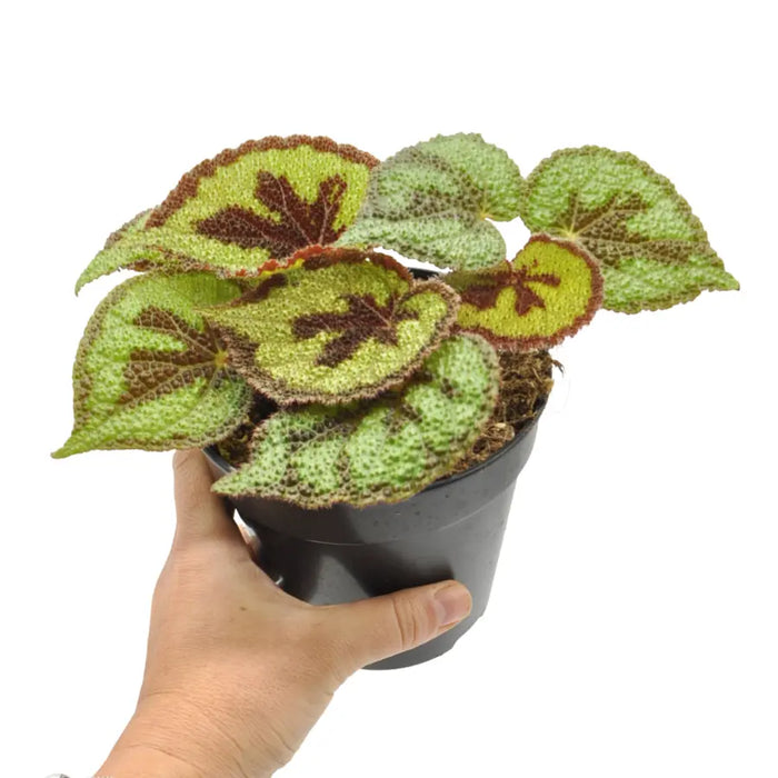 Begonia masoniana rock