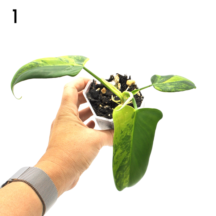 Philodendron Bipennifolium Variegata